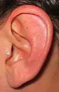 Tragus