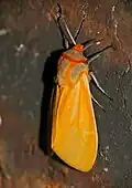 Přástevníkovitý motýl Spilosoma lutescens