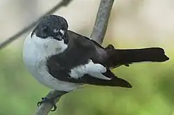 alternativní popis obrázku chybí