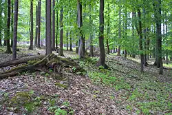 Zbytky jižní kamenné ohrady