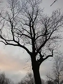 koruna od východu. (prosinec 2011)