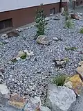 Záhon s kameny není skalka