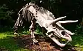 Triceratops skeleton