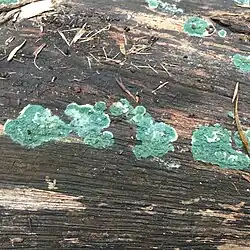 Trichoderma viride (anamorfa prve uvedené)