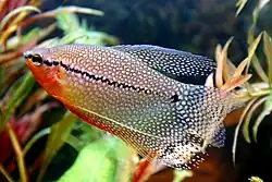 Čichavec perleťový