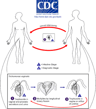 Vývojový cyklus bičenky