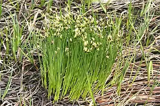 alternativní popis obrázku chybí