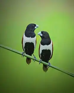 alternativní popis obrázku chybí