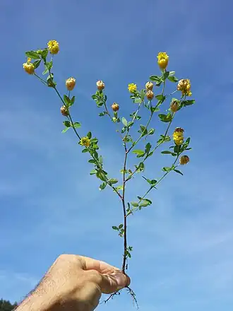 alternativní popis obrázku chybí