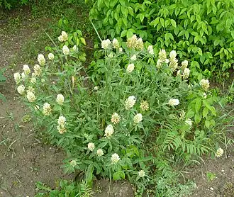 alternativní popis obrázku chybí