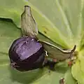 Zralý plod Trillium smallii