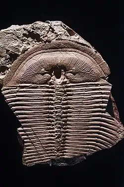trilobit druhu Harpidemis grimmi