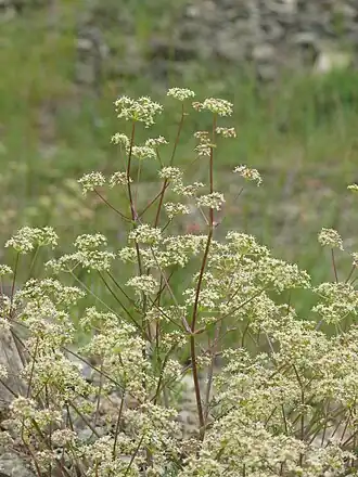 alternativní popis obrázku chybí