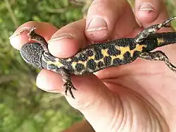 Čolek dravý v ruce člověka