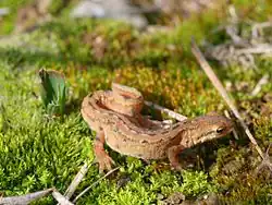 Čolek obecný (Lissotriton vulgaris)[15]