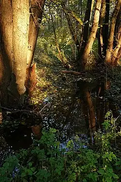 Trnávka před Pilovým rybníkem