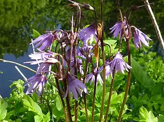 alternativní popis obrázku chybí