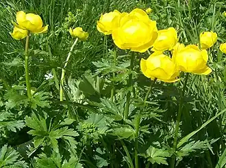 alternativní popis obrázku chybí