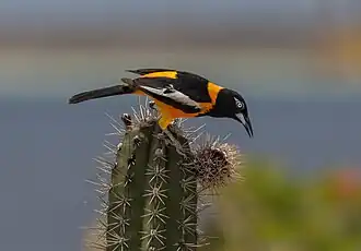 alternativní popis obrázku chybí