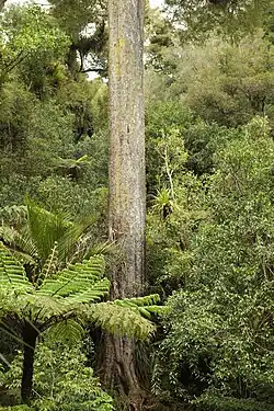 Šedavě zbarvený kmen stromu