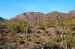 Sonorská poušť s kaktusy saguaro