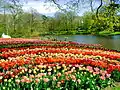 Zahrada Keukenhof a její tulipány, velké symboly Nizozemska