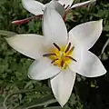 Tulipa clusiana