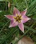 Tulipa aucheriana