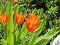 Tulipa praestans