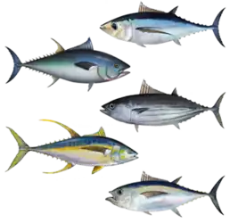 alternativní popis obrázku chybí