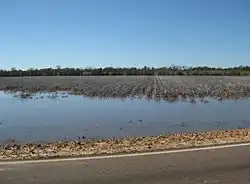 Bavlníkové pole nedaleko Tunicy