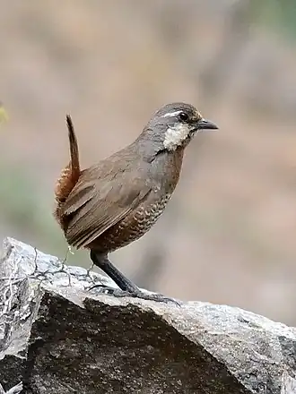 alternativní popis obrázku chybí