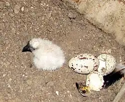 Detailní záběr na bílé mládě v hnízdě, vedle něj leží prázdné skořápky a jedno celé vejce.