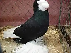 Bernburský bublák černý