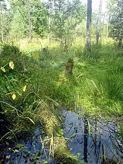 Přírodní památka Turkov