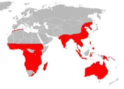 Rozšíření perepelů