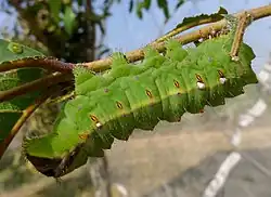 Housenka martináče Antheraea mylitta