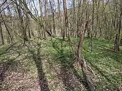 Tvrziště Zámčisko, Mezilesice (2021)