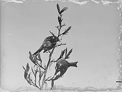 Černobílá fotografie dvou medosavek