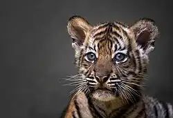 Mládě tygra sumaterského z jihlavské zoo