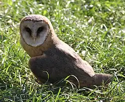 sova pálená (Tyto alba)