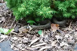 ropucha obecná požíraná užovkou obojkovou; okres Písek