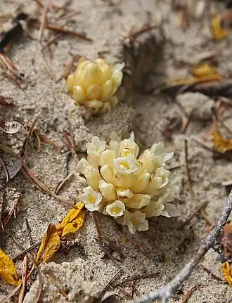 alternativní popis obrázku chybí