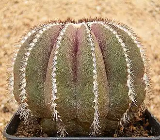 alternativní popis obrázku chybí