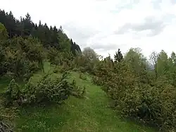 Stráň s rozvolněným porostem jalovců