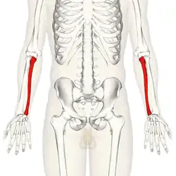 Kostra člověka, loketní kost je zvýrazněna červeně.Při pozici dlaní rukou dopředu je loketní kost na vnitřní straně paže.