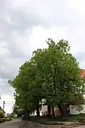 Lípa u kostela