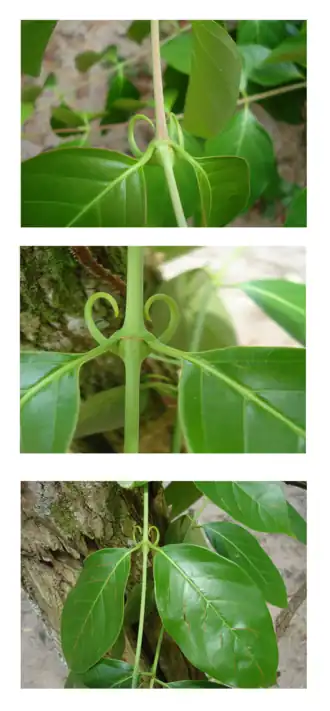 popis obrázku chybí