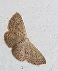 Scopula sp.