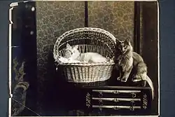 Unidentified cat (reclined in a wicker basket filled with shredded paper) and "Boy Blue" on top of a table